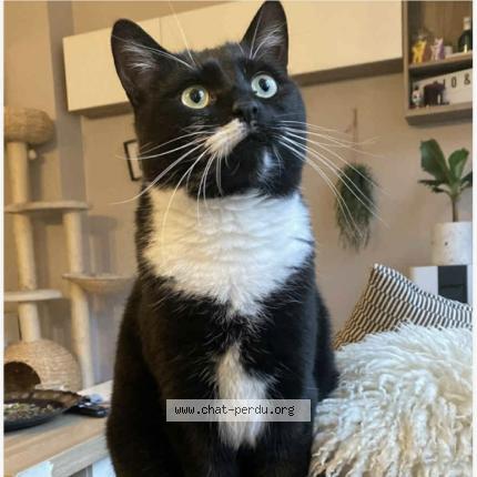 Photo 1/1 Rio Chat perdu à Flemalle