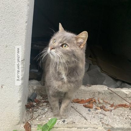 Photo 1/1 Chat trouvé Trouvé à Toulouse