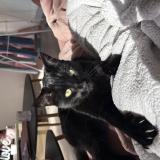 Photo de chat perdu à Pont Saint Martin