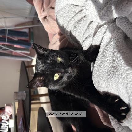 Photo 1/1 Woody Chat perdu à Pont saint martin