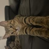 Photo de chat trouvé à Saint Denis