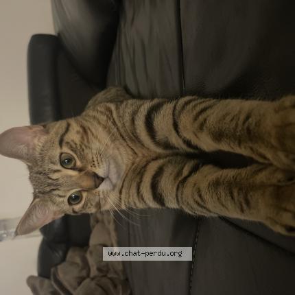 Photo 1/1 Chat trouvé Trouvé à Saint denis