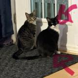 Photo de chat perdu à Saint Jean Sur Richelieu