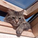 Photo de chat perdu à Claix