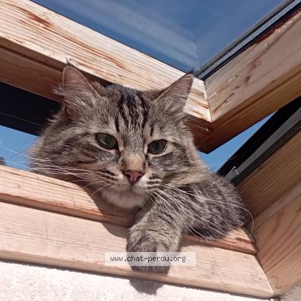 Photo 1/1 Boubouille Gaumet Chat perdu à Claix