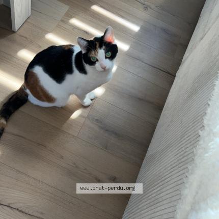 Photo 1/1 Nesquik Chat perdu à La louviere