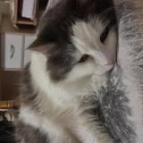 Photo de chat perdu à Parthenay De Bretagne