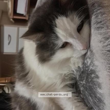 Photo 1/1 Curly Chat perdu à Parthenay de bretagne