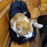 Photo de chat perdu à Quettehou