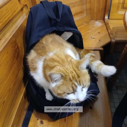 Photo 1/1 Bébé Chat perdu à Quettehou