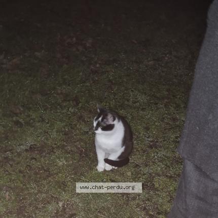 Photo 1/1 Chat trouvé Trouvé à Duingt