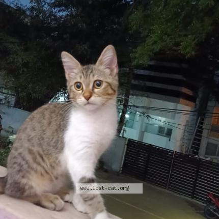 Photo 1/1 SUMBUL Chat perdu à Chennai