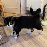 Photo de chat perdu à Paris