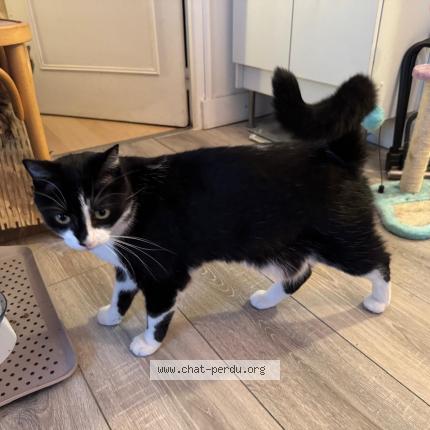 Photo 1/1 Ulysse Chat perdu à Paris