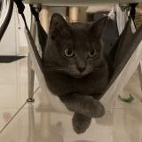 Photo de chat perdu à Saint Pryve Saint Mesmin