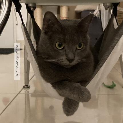 Photo 1/1 Plume Chat perdu à Saint pryve saint mesmin