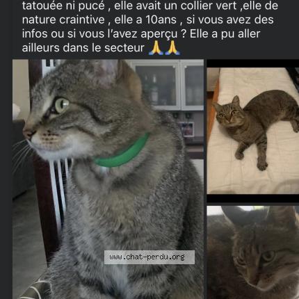 Photo 1/1 Titi Chat perdu à Viriville