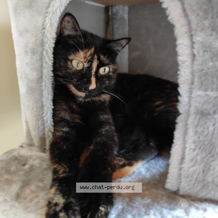 Photo 2/4 Gaia Chat perdu à Everberg kortenberg