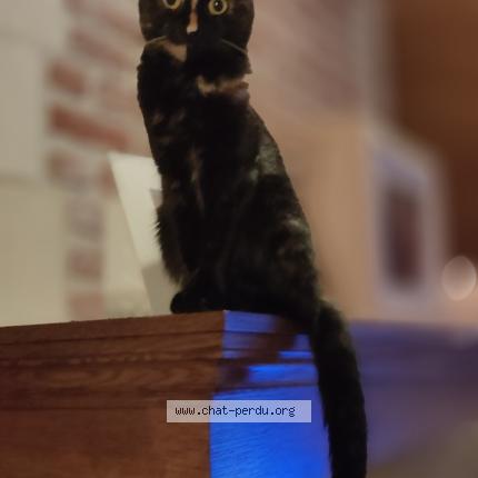 Photo 4/4 Gaia Chat perdu à Everberg kortenberg