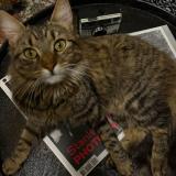 Photo de chat trouvé à Drancy