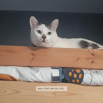 Photo 1/1 Didi Chat perdu à Vitrolles