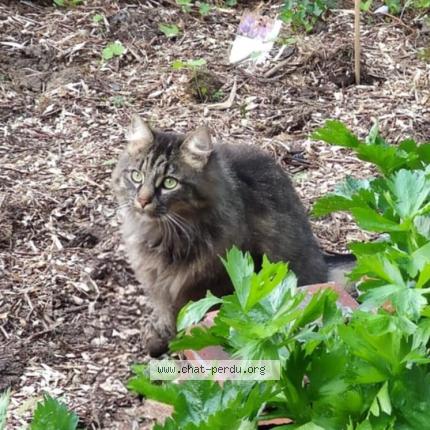 Photo 1/1 Plum Chat perdu à Louvain la neuve