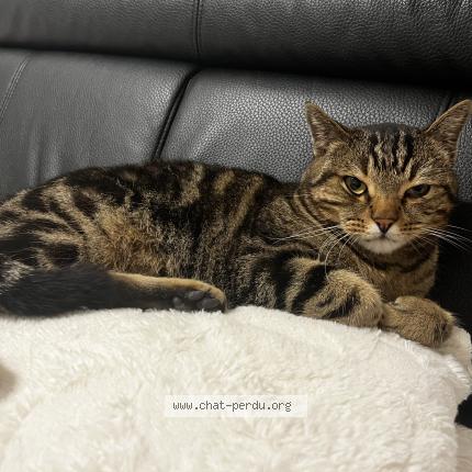 Photo 1/1 Salem Chat perdu à Illkirch graffenstaden