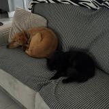 Photo de chat perdu à Ramous