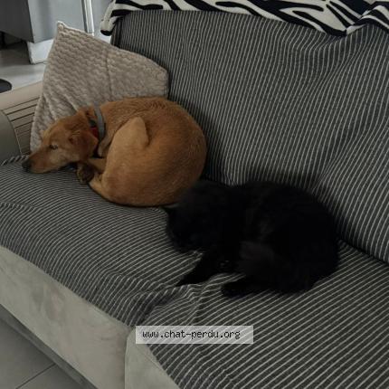 Photo 1/1 Orea Chat perdu à Ramous