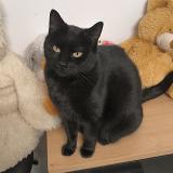 Photo de chat perdu à Aureilhan