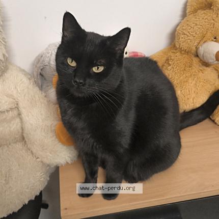 Photo 1/1 Chat retrouvé Perdu à Aureilhan