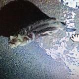 Photo de chat trouvé à Epinal