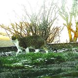 Photo de chat trouvé à Epinal