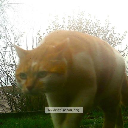 Photo 1/1 Chat trouvé Trouvé à Epinal