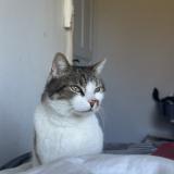 Photo de chat perdu à Tournai