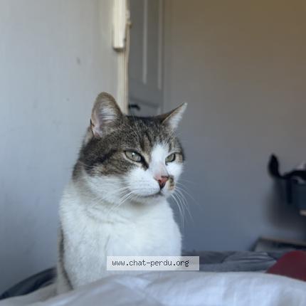 Photo 1/1 Ch&eacute;ri Chat perdu à Tournai