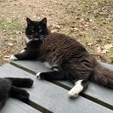 Photo de chat perdu à Moss Point