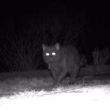 Photo de chat trouvé à Epinal