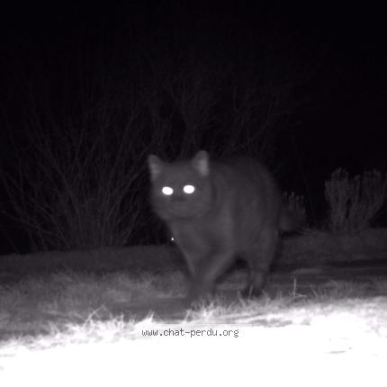 Photo 1/1 Chat trouvé Trouvé à Epinal