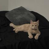 Photo de chat perdu à Marrieta