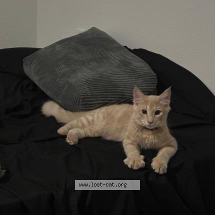 Photo 1/1 Limón Chat perdu à Marrieta