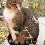 Photo de chat trouvé à Paris