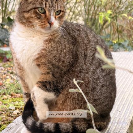 Photo 1/1 Chat trouvé Trouvé à Paris