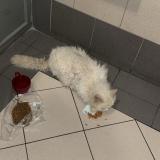 Photo de chat trouvé à Marseille