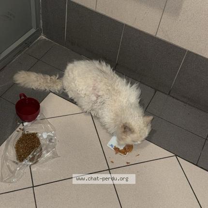 Photo 1/1 Chat retrouvé Trouvé à Marseille