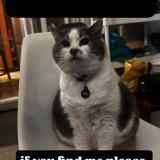 Photo de chat perdu à Vancouver