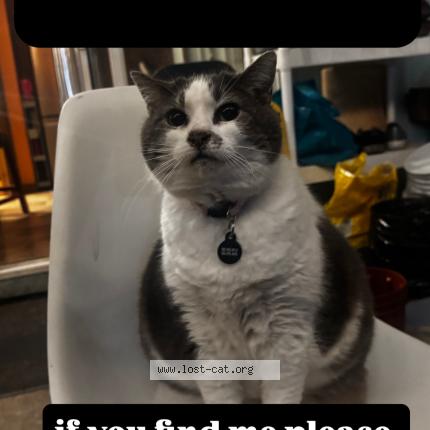 Photo 1/1 Matilda Chat perdu à Vancouver