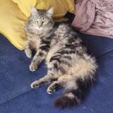 Photo de chat perdu à Saint Jean D Illac