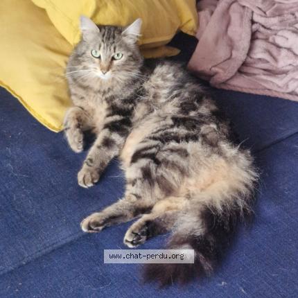 Photo 1/1 Chat retrouvé Perdu à Saint jean d illac