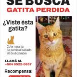 Photo de chat perdu à Tegucigalpa